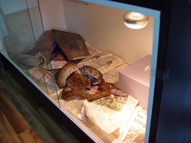 rock vs big rat