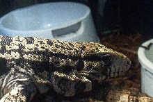 Close Up
