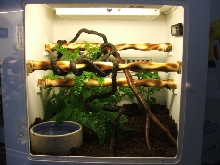 My yearling Aru GTP's enclosure
