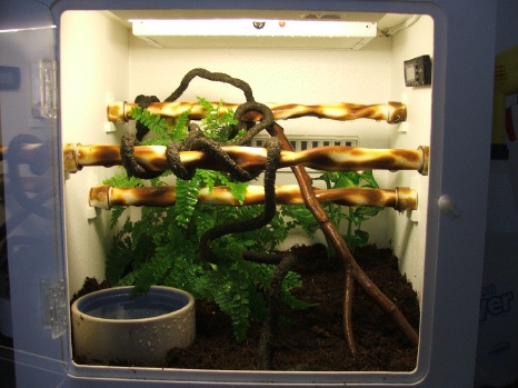 My yearling Aru GTP's enclosure