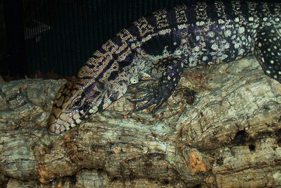 Gargamel chillin on a log