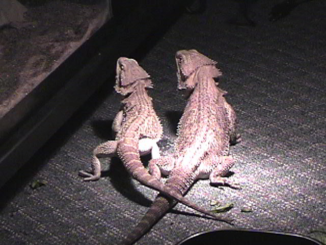 my little buddies