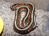 Cali red sided garter