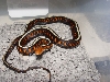 OREGON Red spotted garter