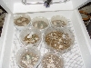 hognose eggs