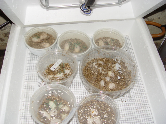 hognose eggs