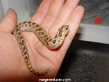 hypo southern hognose snake