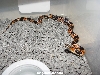 red colored eastern kingsnake