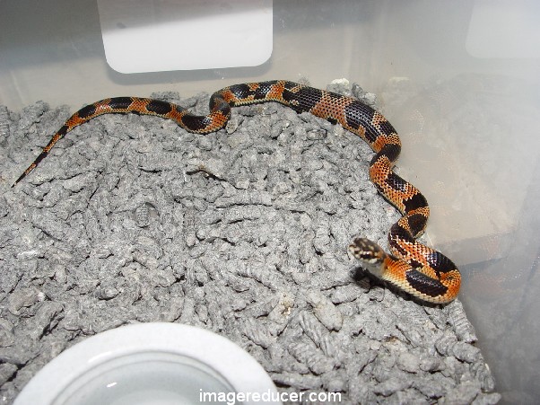 red colored eastern kingsnake