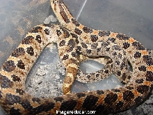 simus breeders