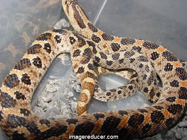 simus breeders