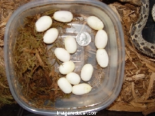 simus eggs