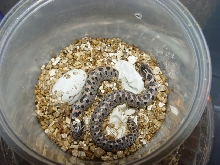'06 Southern hognose hatching