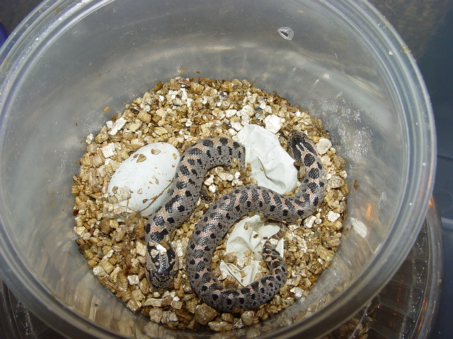 '06 Southern hognose hatching