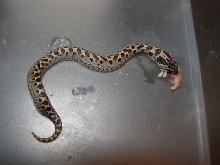 '06 simus feeding