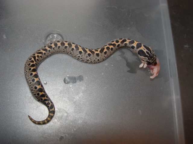 '06 simus feeding