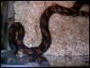 MD eastern hognose snake