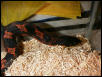 Md hog pic 2