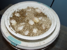 Heterodon simus eggs