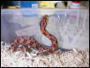 Houston, TX Red Hognose