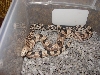 high white northern pine female cb '04