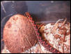 red NC Hognose