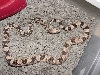 '04 high white northern pine snake