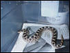 Hernando County FL Southern Hognose