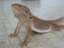 Della