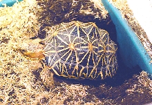 Nesting time