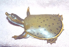 softshell