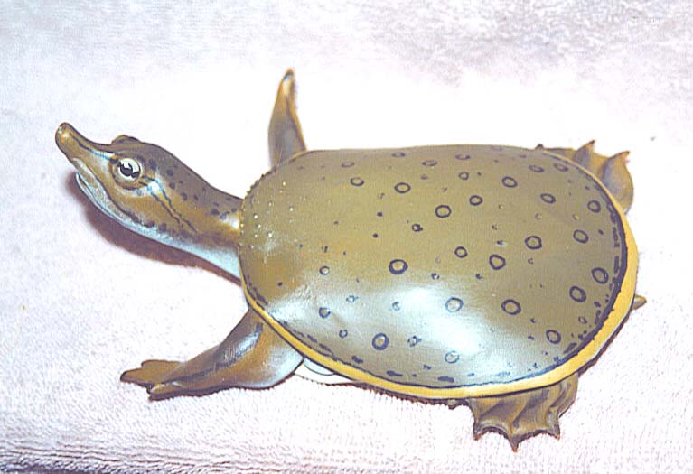 softshell