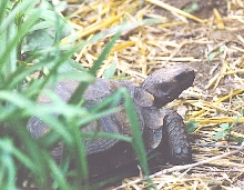 Evelyn the Asian brown tortoise