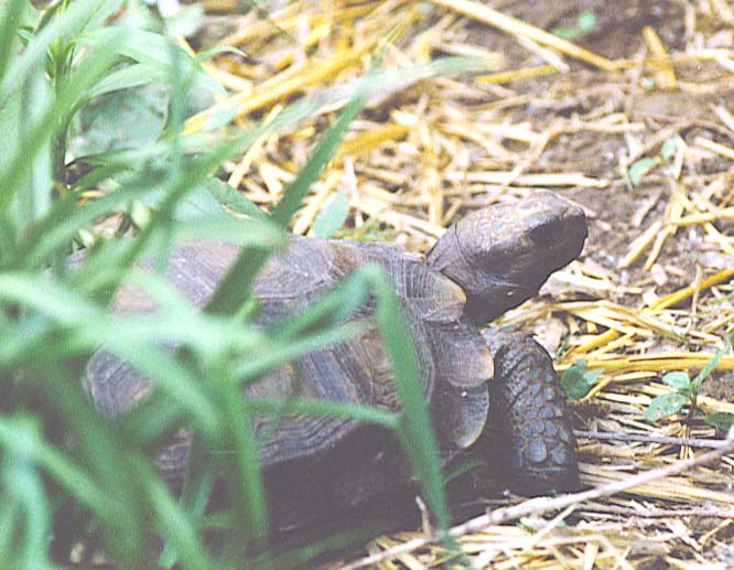 Evelyn the Asian brown tortoise