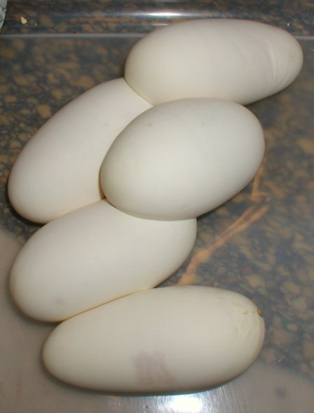 5 egg clutch
