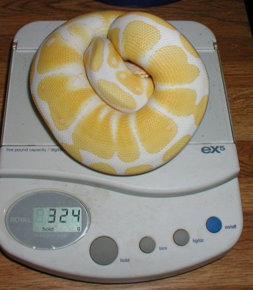 Updated female Albino