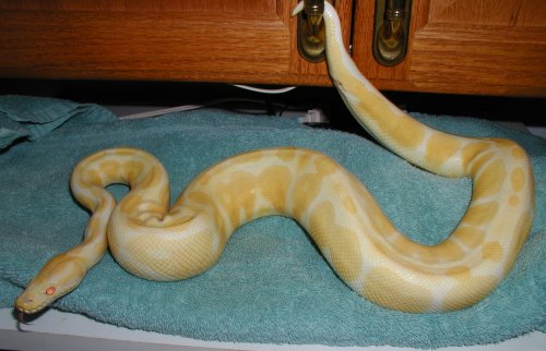 Albino male 734 grams