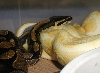 Male Albino X Het Female 1