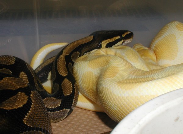 Male Albino X Het Female 1