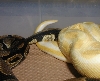 Male Albino X Het Female 2