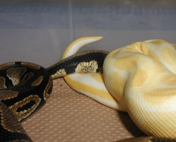Male Albino X Het Female 2