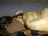 Male Albino X Het Female 3
