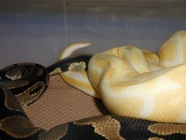 Male Albino X Het Female 3