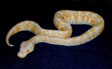 Male Albino 84g