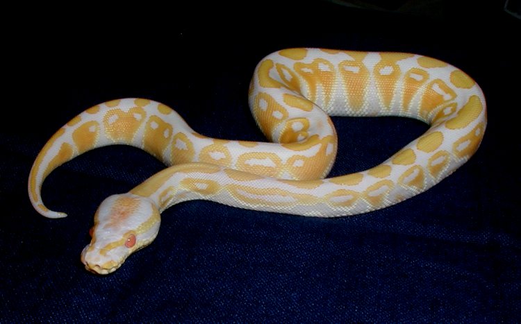 Male Albino 84g