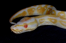 Albino male