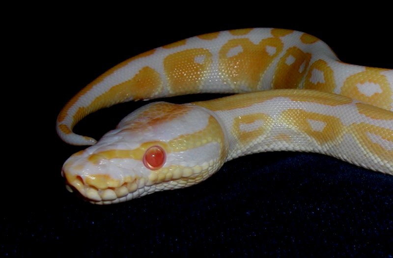 Albino male