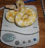 New Female Albino BP