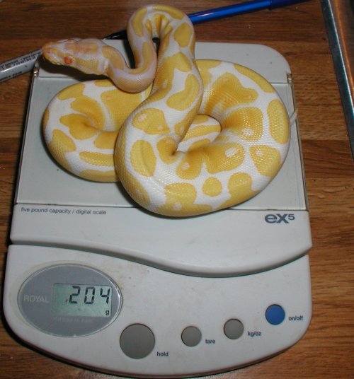 New Female Albino BP