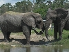 elephants